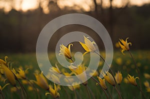 Tulipa scythica sylvestris. Yellow rare meadow flower tulip blossoms in april. Disappearing plants from Red book