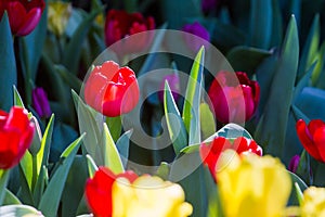 Tulipa spp sunlight makes bright flowers in a flower garden as the background