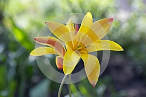 Tulipa stellata chrysantha in bloom, flowering golden lady tulips photo