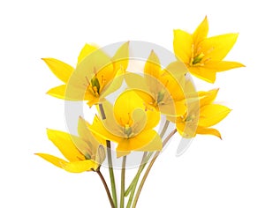 Tulipa sylvestris bouquet of yellow flowers
