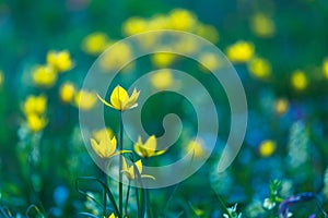 Tulipa sylvestris flowers