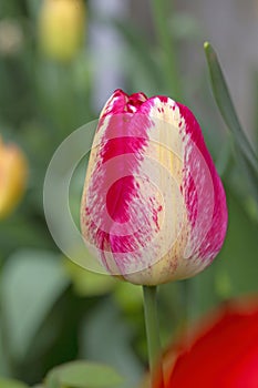 Tulipa Triumph \'Cameleon Rouge\'