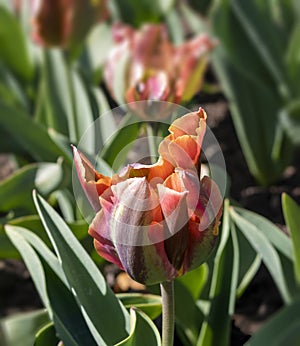 Tulipa viridiflora Artist, photo