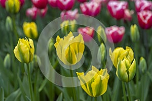 Tulipa Viridiflora `Yellow Springgreen`, closeup, selective focus photo