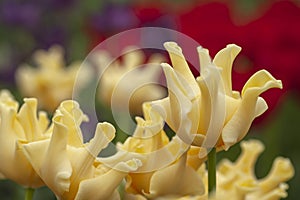 Tulipa â€˜Yellow Crownâ€™ closeup, selective focus