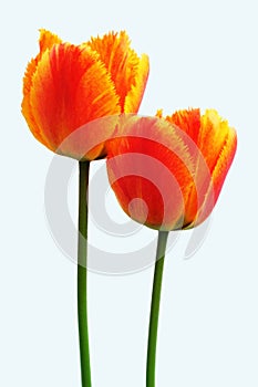 Tulipan photo