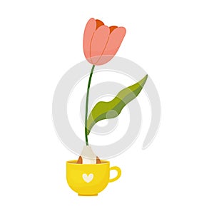 Tulipan grown from bulb in mug, house flower, spring, vector illustration photo