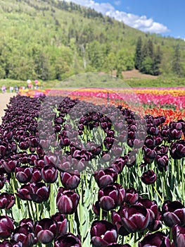 Tulipanes photo