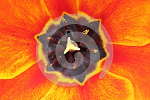 tulipano arancione