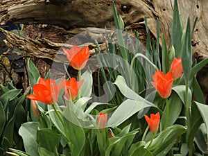Tulipany