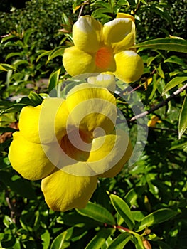 Tulipe flower yellow