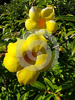 Tulipe flower yellow photo