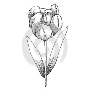 Tulipe sketch black and white photo