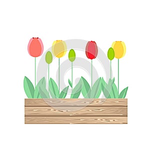 Tulipe in wooden boxes. Yellow red flowers art design stock vector illustration for garden design photo