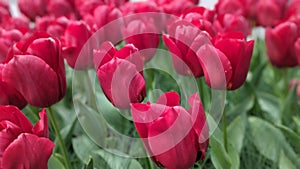 Tulipes red
