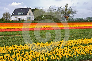 Tulipfield and house