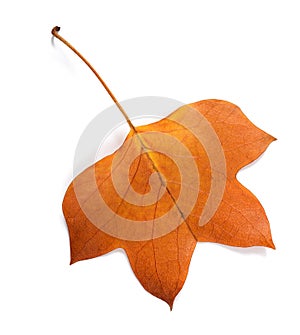 Tulipier leaf