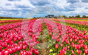 Tulipography Lisse Noordwijk Netherlands Tulip