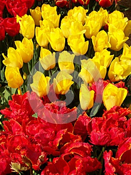 Tulips