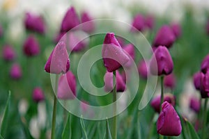 Tulips