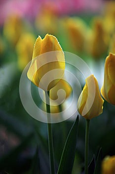 Tulips