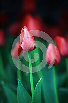 Tulips