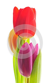 Tulips