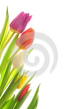 Tulips