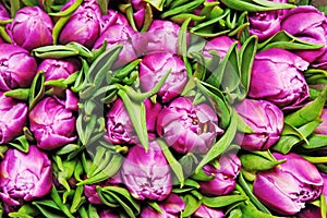 Tulips