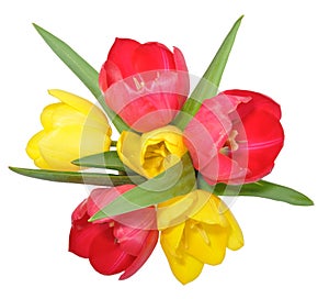 Tulpen 