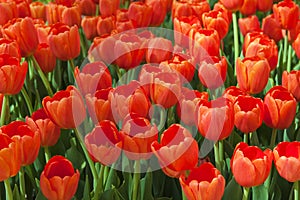 Tulipanes 