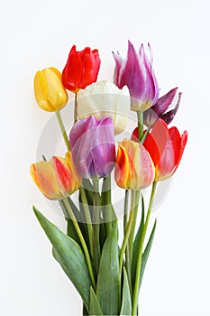 Tulipanes 