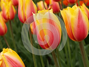 Tulips