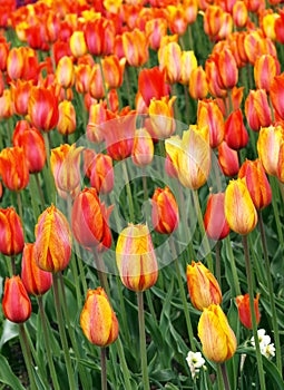 Tulips