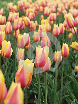 Tulips