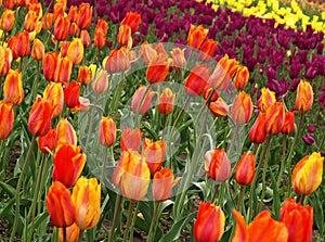 Tulips