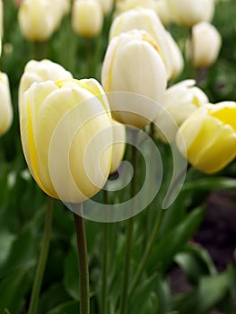 Tulips