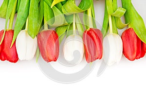 Tulips