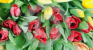 Tulipani 