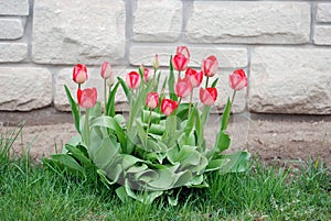 Tulips