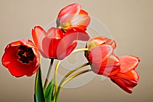 Tulips