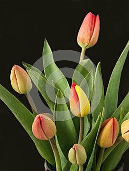 Tulips 2