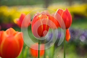 Tulips