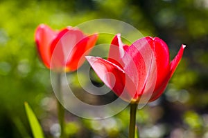 Tulips