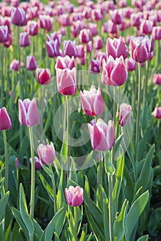 Tulips