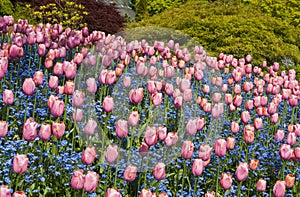 Tulips