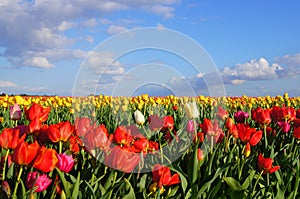 Tulips