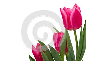 Tulips photo