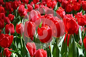 Tulips