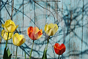 Tulips